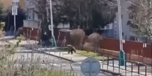 Αρκούδα στη Σλοβακία επιτέθηκε σε ανθρώπους