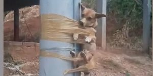 Με αυτό τον κτηνώδη τρόπο  «εκδικήθηκε» οργισμένος γείτονας το σκύλο, που ουρούσε στον κήπο του σε χωριό της Κολομβίας