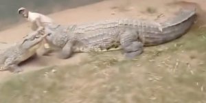 H στιγμή της επίθεσης του κροκόδειλου σε φύλακα ζωολογικού κήπου στη Νότια Αφρική