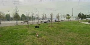 Ξεκίνησε η φύτευση 500 νέων δέντρων στη Νέα Παραλία