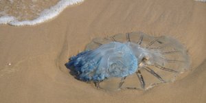 Η γαλάζια τροπική μέδουσα rhopilema nomadica