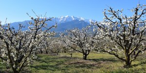 Οι ανθισμένες κερασιές της Πιερίας