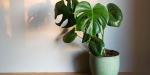 φυτό εσωτερικού χώρου