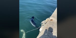 Θεσσαλονίκη, φώκια