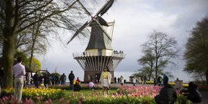 Τουλίπες στους Κήπους του Κέκενχοφ