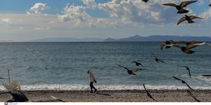 Γλάροι στη θάλασσα