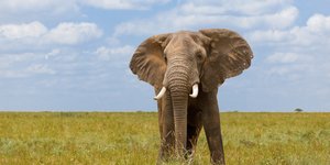 Αφρικανικός ελέφαντας 