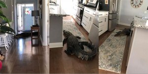 Ο αλιγάτορας στο σπίτι της Μαίρη Χόλενμπακ στη Φλόριντα