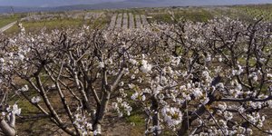 Οι ανθισμένες κερασιές στην Πιερία