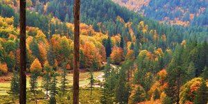 Δάσος στη δυτική Μακεδονία