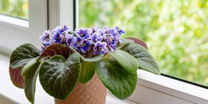 Φυτό εσωτερικού χώρου