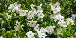 To μυστικό για να ξεπεταχτεί η γαρδένια 