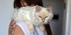 Γάτα νευριασμένη