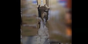 Ο αστυνομικός σκύλος εν δράσει ψάχνει για ναρκωτικά 