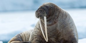 Θαλάσσιος ίππος