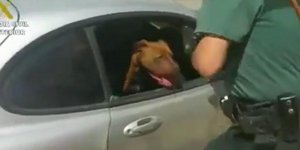 Σκύλος αυτοκίνητο