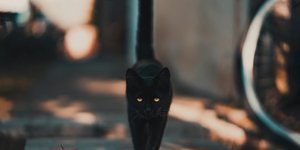 Φωτογραφία:pexels/@david-bartus