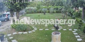 Αγριογούρουνο εισέβαλε σε αυλή σπιτιού στο Βόλο