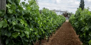 Μ. Βορίδης: Προτεραιότητα της κυβέρνησης, ο αττικός αμπελώνας