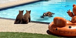 Η αρκούδα στην πισίνα, ενώ τα μικρά της παρακολουθούν σε απόσταση αναπνοής