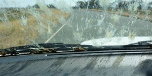 Μυγάκια στο αυτοκίνητο μετά από το ταξίδι