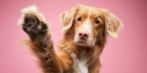 Σκύλος που σηκώνει το πόδι του