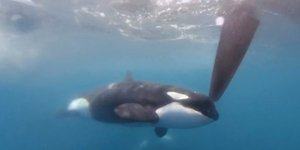 Επίθεση όρκας στο πηδάλιο σκάφους ανοικτά του Γιβραλτάρ