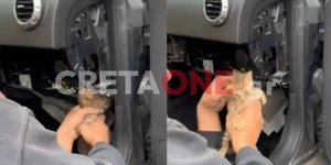 Από τη διάσωση του γατούλη