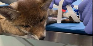 Μία μικρή αλεπουδίτσα θύμα τροχαίου