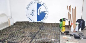 Τα φυτά κάνναβης που κατασχέθηκαν στην Καλαμάτα