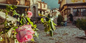 καρπενησι ροζ τριανταφυλλο 