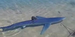 Καρχαριοειδές σε μαρίνα στην Γλυφάδα