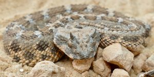 Κερασφόρος οχιά της ερήμου