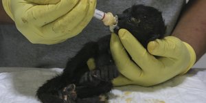 Κτηνίατρος φροντίζει μια από τις αφυδατωμένες μαϊμούδες εν μέσω καύσωνα στο Μεξικό