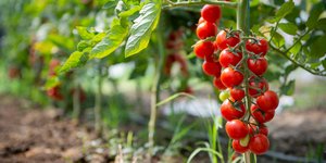 Πώς θα επιταχύνετε την ανάπτυξη των σπόρων ντοματιάς σε φυτά