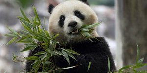 Το γιγαντιαίο πάντα Κινγκ Μπάο 