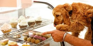 Φωτογραφία: Ris project