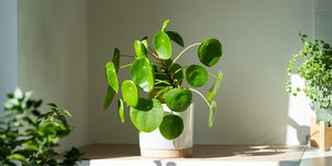 Φωτογραφία: Shutterstock