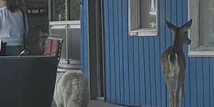 Ο σκύλος και το ελάφι εντοπίστηκαν να περπατάνε στο Τίπτον της Αϊόβα