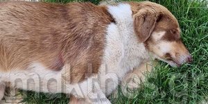 Υπέφερε ο σκύλος, έχοντας δεμένα τα πόδια του με σύρμα