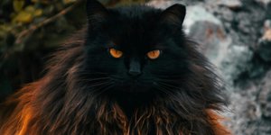 Φωτογραφία: pexels/ Umut Gültekin