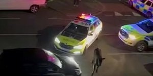 Βρετανός αστυνομικός τιμωρήθηκε επειδή έπεσε επάνω σε μια αγελάδα με το περιπολικό του