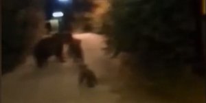 αρκούδα