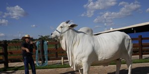 Ένας κτηνοτρόφος επιδεικνύει την αγελάδα Nelore, γνωστή ως Viatina-19, σε ένα αγρόκτημα στην Uberaba, στην πολιτεία Minas Gerais, στη Βραζιλία.