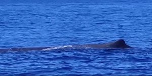 Φάλαινα φυσητήρας στα ανοικτά της Ζακύνθου