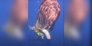 Φάλαινα στο κατάλληλο σημείο την κατάλληλη στιγμή -Δύτης απομάκρυνε κουβάρι σκουπιδιών από το στόμα της