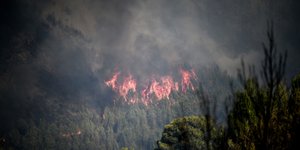 Fire burns forest area
