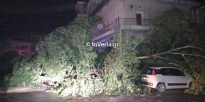 Ξεριζώθηκαν δένδρα από τους δυνατούς ανέμους στη Βέροια