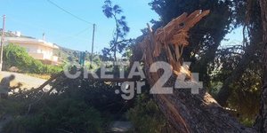 Νέα πτώση δέντρο σε δρόμο του Ηρακλείου