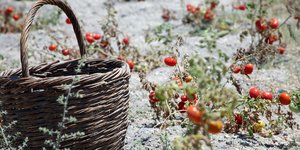 Τοματάκια Σαντορίνης καλαθι